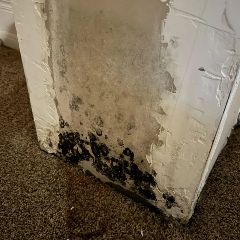 Professional Mold Removal in Rolesville, NC